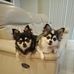 Ping Du - Facebook