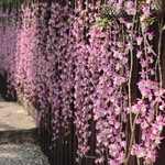 Ping Lai - @pinglai_111 - Instagram