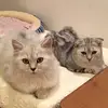 Pinglai - @pinglai12 - TikTok
