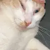 pingli - @pingli99 - TikTok