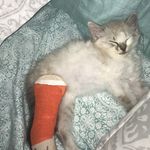 𝓟𝓲𝓹𝓮𝓻 𝓑𝓻𝓸𝔀𝓷 - @pipe.it.up_piper - Instagram