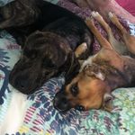 Harper and Piper Doyle - @harperlouise.piperscout.doyle - Instagram
