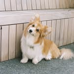 Piper Gregory - @piperthefluffycorgi - Instagram