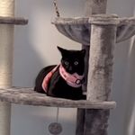 Piper Jones - @piperjonesthecat - Instagram