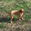 Piper Jones - @piper_the_bloodhound - TikTok