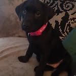 Piper Macleod - @1skyes_pups - Instagram