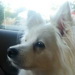 Piper Moore - @piperhound - Instagram