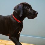 Piper Moore - @piper_the_greatdane - Instagram