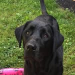 Piper Phillips - @piper_the_hyper_black_lab - Instagram