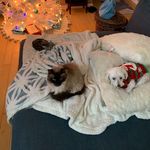 Penny Piper and Poe - @three_fluffy_girls - Instagram