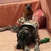 Piper_and_Poe - @piper_and_poe - TikTok