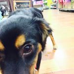 Piper Poe The Rescue Pup - @rescuedbypiper - Instagram