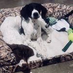 Piper&Poe - @piperpoegsp - Instagram