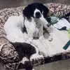 Piper&Poe’sfamily - @piperpoegsp - TikTok
