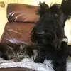 POE 🐱 AND PIPER 🐶 - @poe_piper03 - TikTok