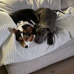 Poe & Piper - @poe_and_pipers_adventures - Instagram