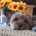 Piper Wheat - @piperladyofwakefield - Instagram