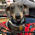 Piper Warner - @pipers_dachshund_finds - Instagram