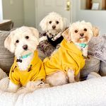 Piper,Pixie & Wolfe🐾 - @piper_pixie_wolfe_pups - Instagram