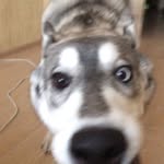 Pippa Anderson - @pippaanderson623nen - Instagram