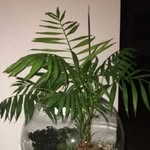 Pippa Andrews-Worthy - @leostereo_sunflowers - Instagram