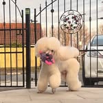 Pippa Brooks - @atelex_poodles - Instagram