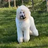 Pippa - @pippabrooks - TikTok