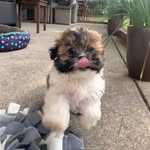 Pippa Fields - @pippa.puppy23 - Instagram