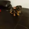 pippa&hunter - @pippahunter1725 - TikTok