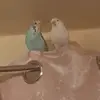Blake and Pixie - @blakeandpixiethebudgies - TikTok