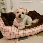 Pixie Wright - @queen_pixelton - Instagram