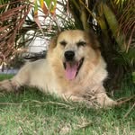 Polly Berry - @adventuresofpollydog - Instagram