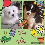 @buck_zeus_pulce_polly - Instagram