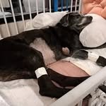 Polly Kirkbride Buck - @pollykirkbridebuck - Instagram