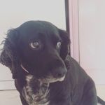 🥓🍖polly Carter 🍕🍟 - @pawfect_polly_ - Instagram
