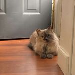Stormy + Polly - @stormcloudandpolly - Instagram