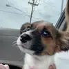 polly pocket (dog version) - @pollypconner - TikTok