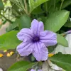Pollycotton - @pollycotton2 - TikTok