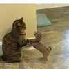 pollycotton - @pollyhs - TikTok