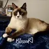 pollyjcrouchyoung - @pollyjcrouchyoung - TikTok