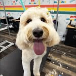 @pollypollythedoddle - Instagram