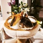 Polly and Duffy - @pollyandduffy - Instagram