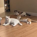 Missy, Casper & Polly Esther - @how_now_meow_meow - Instagram