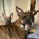 Polly Esther and Petey Pablo - @polly.and.petey - Instagram