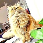Polly Esther y su pandilla 🐱🐱🐱 - @dimepolly - Instagram