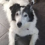 Ford & Polly - @collies_polly_ford - Instagram