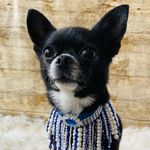 Polly the pomchi - @__pollyford__ - Instagram