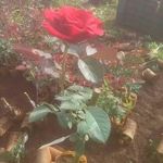 Polly House Plant Supllyer - @bhushanpatil753 - Instagram