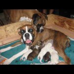Kramer& Polly! And Now Caesar! - @kramerandpollyboxers - Instagram
