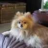 Paulina Polly DeLang - @paulinapollydelange - TikTok